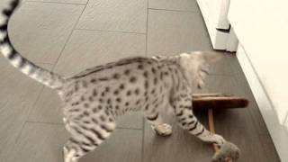 Black Silver Ocicat kitten playing [upl. by Adamina538]