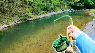 Catching GIANT Brown Trout in a Small Creek 28 Inch Wild Trout [upl. by Notlehs]