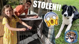 OUR PUPPY WAS STOLEN Were in SHOCK [upl. by Kyred]