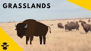 Grasslands  Biomes of the World [upl. by Nodnarbal]