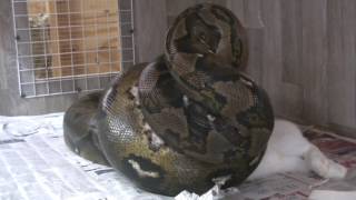 1st and last live rabbit feeding to my reticulated pythons [upl. by Rebekah]