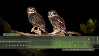 Southern Boobook  Owl Calls and Sounds [upl. by Aissela]