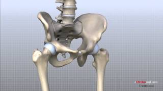 Hip Anatomy Animated Tutorial [upl. by Freddi373]