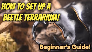 How To Set Up A Beetle Terrarium  Beginners Guide  Pets [upl. by Leirua293]