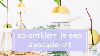 Zo ontkiem je een avocado pit [upl. by Eelrehpotsirhc]