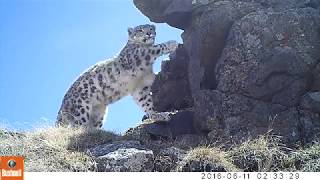 Snow Leopards in Western Mongolia [upl. by Evander427]