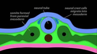 Neurulation [upl. by Nereil]