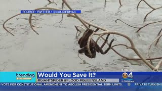 Trending Giant Spider Rescued From Floodwaters [upl. by Nittirb]