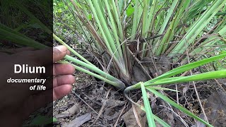 Lemon grass Cymbopogon citratus [upl. by Accire573]