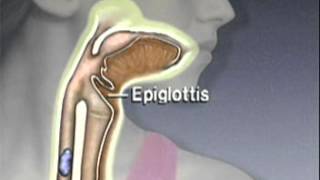 Through the Esophagus The Function of Peristalsis [upl. by Lama]