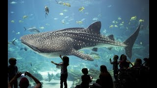 Discover the Spectacular Wonders of The Georgia Aquarium  Atlanta USA [upl. by Tol]