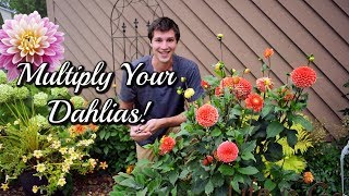 Grow Dahlias From CUTTINGS Easy Propagation Method 🌺 [upl. by Sabah295]