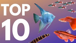 Top 10 Aquarium Fish for Beginners [upl. by Filia879]