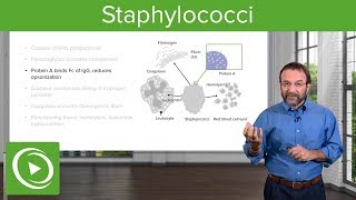 Staphylococci – Microbiology  Lecturio [upl. by Chien896]