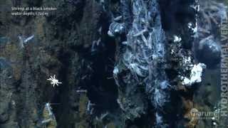 Hydrothermal vents in the deep sea [upl. by Naux942]