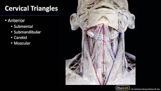 Anterior Neck  Triangles [upl. by Farrah394]