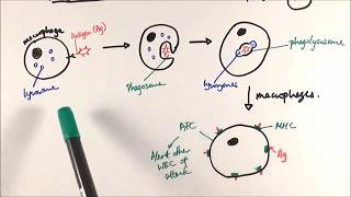 AS Biology  Phagocytosis OCR A Chapter 125 [upl. by Reed]