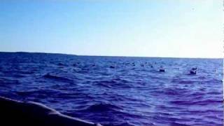 Pamlico Sound Surf Scoter Hunting [upl. by Fari]