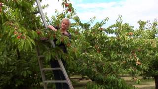 How Are Maraschino Cherries Made [upl. by Felty]