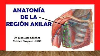 🥇 REGIÓN AXILAR  Fosa Axilar Anatomia Fácil y Sencilla [upl. by Epolenep219]