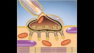 Muscular System The Neuromuscular Junction [upl. by Annayram]