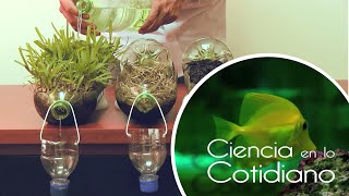 Ecología  Ciencia en lo Cotidiano T1 [upl. by Doloritas]