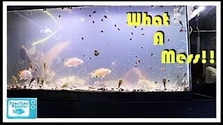 Cloudy Water in a Fish Tank and What to do About It [upl. by Valonia76]