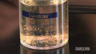 How to Care for Daphnia [upl. by Darcia683]