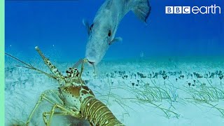 Lobsters vs Trigger Fish  Trials Of Life  BBC Earth [upl. by Gorrian108]