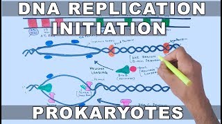 DNA Replication in Prokaryotes  Initiation [upl. by Ming]