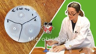 Microbiology  GCSE Science Required Practical Triple [upl. by Hertz]