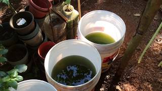 How to grow Green Water Algae [upl. by Ahsemot]