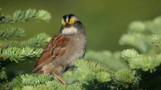 Whitethroated Sparrow Whistler of the North [upl. by Nahtiek]