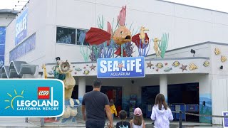 SEA LIFE® Aquarium reopens at LEGOLAND California Resort [upl. by Solegna375]