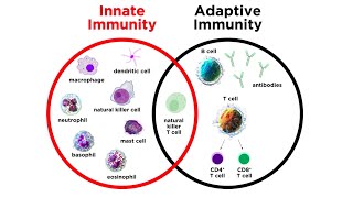 Introduction to Innate Immunity [upl. by Toblat292]