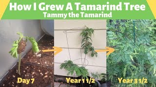 How To Grow a Tamarind TreeTammy The Tamarind [upl. by Skeie]