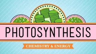 The Role of Plants in the Carbon Cycle [upl. by Urana]