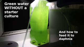 Green Water WITHOUT a Starter Culture  From Scratch  How To [upl. by Ahsiemal]