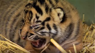 Adorable Tiger Cub Moments Part 1  BBC Earth [upl. by Kcirdneh]