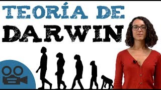 Teoría darwinista  Teoría de DARWIN [upl. by Ekusoyr]