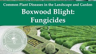 Boxwood Blight Fungicides [upl. by Duncan]