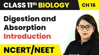 Digestion and Absorption  Introduction  Class 11 Biology [upl. by Asena891]