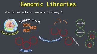 Construction of Genomic Libraries [upl. by Auhsoj]