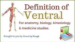 Ventral Definition Anatomy Biology Kinesiology Medicine [upl. by Yemarej216]