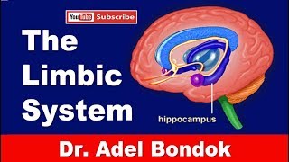 The Limbic System Dr Adel Bondok Making Anatomy Easy [upl. by Anuahs]