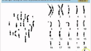 Make a Karyotype [upl. by Ainival]