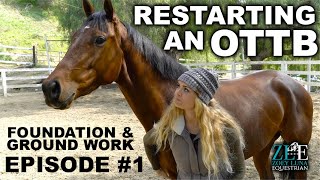 Restarting an OTTB  Foundation amp Ground Work EP 1 [upl. by Issy]