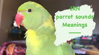 Sounds INDIAN RINGNECK PARROTS make  meanings [upl. by Leatri]