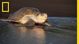 Over 100000 Sea Turtles Nest at the Same Time How  National Geographic [upl. by Nalyad]