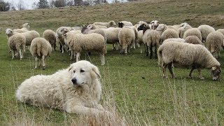 Maremma Sheepdogs  Fearless Flock Guardians [upl. by Esidnac]